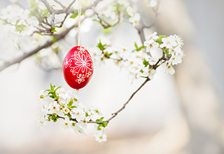 Rött ägg hänger i träd med vita blommor.
