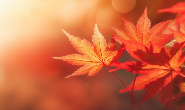 Löv i motljus, orange och röda färger.